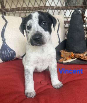 Vincent -  American Staffordshire Terrier Dog for Adoption in Blairstown, New Jersey - Vincent | PetCurious