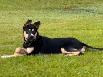 Baby Boy -  American Staffordshire Terrier Dog for Adoption in Sedalia, Colorado - Baby Boy | PetCurious
