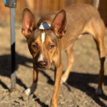 GIBLET -  Rat Terrier and Chihuahua Dog for Adoption in Chico, California - GIBLET | PetCurious
