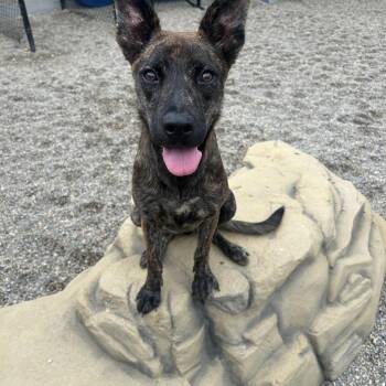 Kauai -  Shepherd and Mixed Breed Dog for Adoption in Detroit, Michigan - Kauai | PetCurious