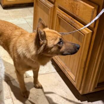 Hank -  German Shepherd Dog Dog for Adoption in Los Angeles, California - Hank | PetCurious