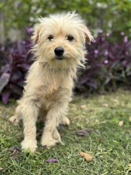 Jack -  Terrier Dog for Adoption in Helotes, Texas - Jack | PetCurious