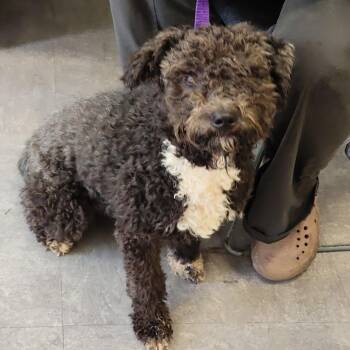 Bell -  Poodle Dog for Adoption in Philadelphia, Pennsylvania - Bell | PetCurious