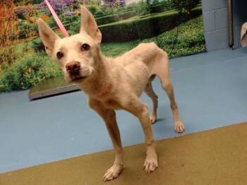 A553586 -  American Eskimo Dog and Mixed Breed Dog for Adoption in Moreno Valley, California - A553586 | PetCurious