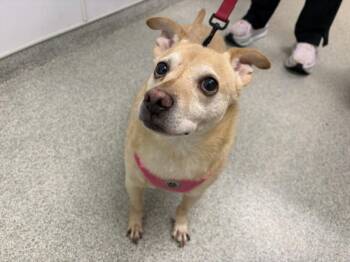 WALTER -  Chihuahua and Mixed Breed Dog for Adoption in Loveland, Colorado - WALTER | PetCurious