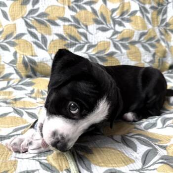 Dustin -  Pit Bull Terrier and Labrador Retriever Dog for Adoption in Minneapolis, Minnesota - Dustin | PetCurious
