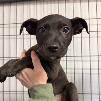 Tatooine -  Mixed Breed Dog for Adoption in Columbia, South Carolina - Tatooine | PetCurious
