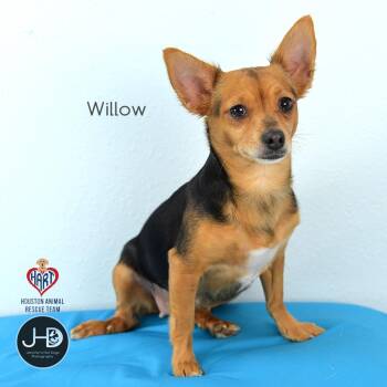Willow -  Chihuahua and Mixed Breed Dog for Adoption - Willow | PetCurious