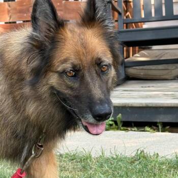 Lady $400 -  Shepherd Dog for Adoption in Milwaukee, Wisconsin - Lady $400 | PetCurious