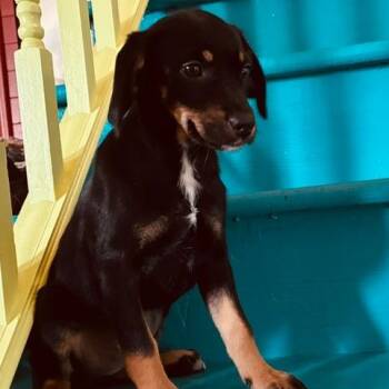 Bubbles -  Flat Coated Retriever Dog for Adoption - Bubbles | PetCurious