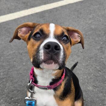 Lemon Haze -  Mixed Breed Dog for Adoption in Kennebunk, Maine - Lemon Haze | PetCurious