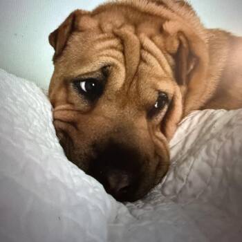 Rescue Mixed Breed Dogs for Adoption in Houston, Texas - LuLu | PetCurious