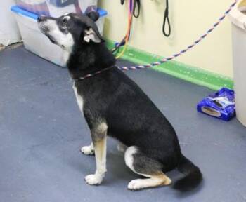 Chewie -  Siberian Husky and German Shepherd Dog Dog for Adoption in Picayune, Mississippi - Chewie | PetCurious