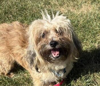 Canela -  Poodle and Shih Tzu Dog for Adoption in Golden, Colorado - Canela | PetCurious