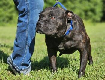 Rescue Mixed Breed Dogs for Adoption in West Chester, Pennsylvania - Chico Fka Dog 8 | PetCurious