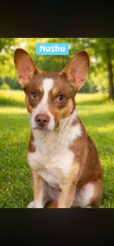 Australian Kelpie and Australian Shepherd Dogs Available for Adoption in Port St. Lucie, Florida - Mushu | PetCurious