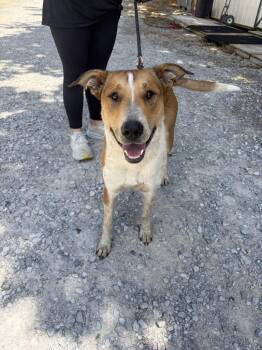 Maddox -  Labrador Retriever and Bull Terrier Dog for Adoption in Lawrenceburg, Tennessee - Maddox | PetCurious