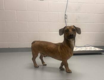 FEBREZE -  Dachshund Dog for Adoption in St. Cloud, Florida - FEBREZE | PetCurious