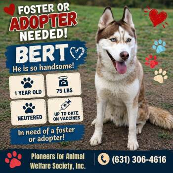 Husky Dogs Available for Adoption in Huntington, New York - BERT | PetCurious