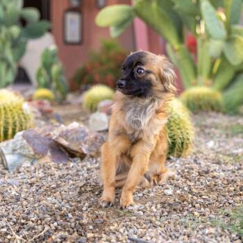 Chihuahua Dogs Available for Adoption in Palm Springs, California - Han | PetCurious