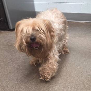 Yorkshire Terrier Dogs Available for Adoption in Chattanooga, Tennessee - Sophie | PetCurious