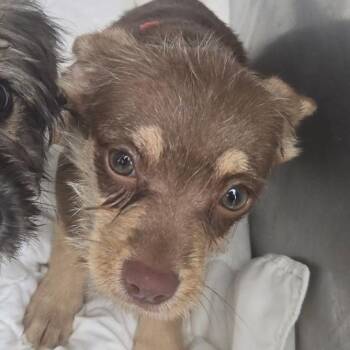 Dunn -  Chihuahua and Mixed Breed Dog for Adoption in Bristol, Indiana - Dunn | PetCurious