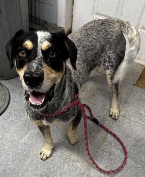 Rescue Bluetick Coonhound Dogs for Adoption in Rogersville, Tennessee - Rebel | PetCurious
