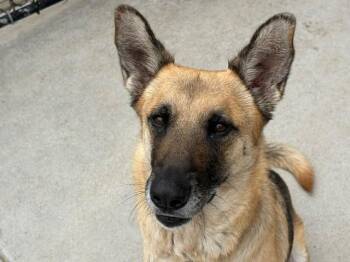 CHARLIE -  German Shepherd Dog Dog Available for Adoption in Tulsa, Oklahoma - CHARLIE | PetCurious