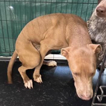 MABEL -  Mixed Breed Dog for Adoption in Las Cruces, New Mexico - MABEL | PetCurious