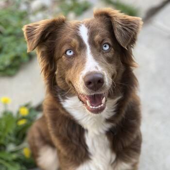 Australian Shepherd Dogs Available for Adoption in Monroe, Ohio - Tulip | PetCurious