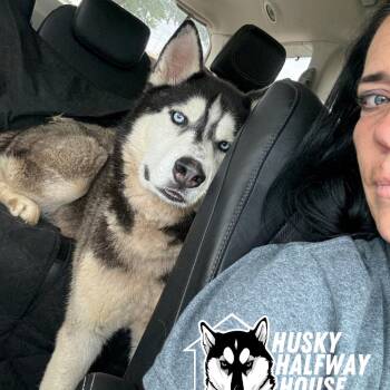 Siberian Husky Dogs Available for Adoption in Eufaula, Oklahoma - Jet | PetCurious