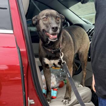 Mixed Breed Dogs Available for Adoption in Savannah, Georgia - Rainey | PetCurious