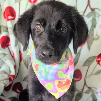 Sabrina -  Labradoodle and German Shepherd Dog Dog for Adoption in Woolwich, Maine - Sabrina | PetCurious
