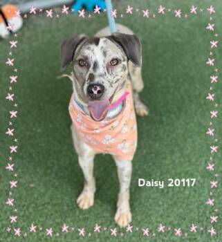 DAISY -  Hound Dog for Adoption in Marietta, Georgia - DAISY | PetCurious