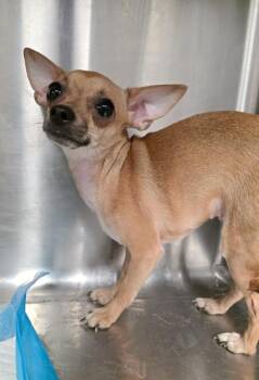 Chihuahua and Smooth Fox Terrier Dogs Available for Adoption in Boulder, Colorado - Chai | PetCurious