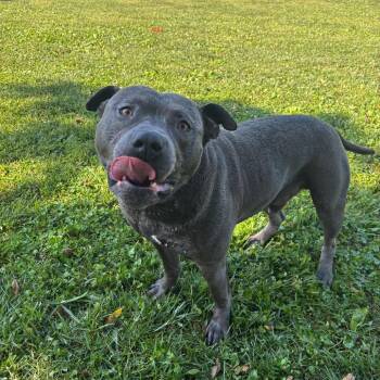 Macho -  Pit Bull Terrier Dog for Adoption in Marshalltown, Iowa - Macho | PetCurious