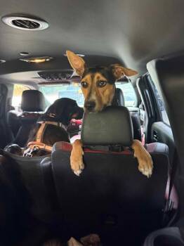 Rescue Australian Kelpie and Mixed Breed Dogs for Adoption in Paramus, New Jersey - Pancake | PetCurious