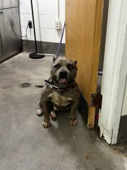 ROWAN -  Pit Bull Terrier and Mixed Breed Dog for Adoption - ROWAN | PetCurious