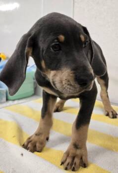 TIMMY -  Retriever and Great Dane Dog for Adoption in Sandusky, Ohio - TIMMY | PetCurious