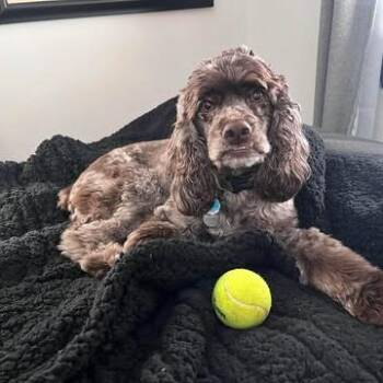 Georgie -  Cocker Spaniel Dog for Adoption in Alma, Wisconsin - Georgie | PetCurious