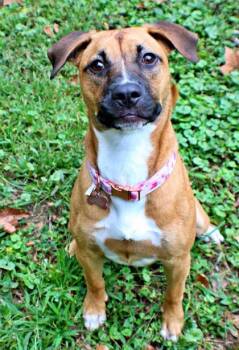 Willow -  Boxer and Mixed Breed Dog for Adoption in Morton Grove, Illinois - Willow | PetCurious
