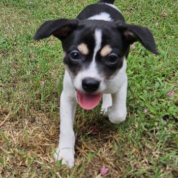 Jordan -  Chihuahua Dog for Adoption in Wake Forest, North Carolina - Jordan | PetCurious