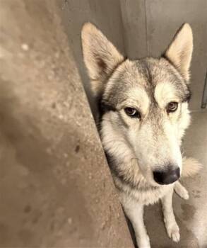 Siberian Husky Dogs Available for Adoption in San Bernardino, California - ZACHARY | PetCurious