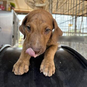 Banana Bread -  Labrador Retriever Dog Available for Adoption in Austin, Texas - Banana Bread | PetCurious
