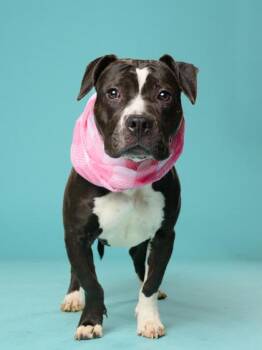 Tottely -  Mixed Breed Dog for Adoption in Atlanta, Georgia - Tottely | PetCurious