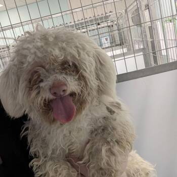 Maltese and Poodle Dogs Available for Adoption - CLOUD | PetCurious