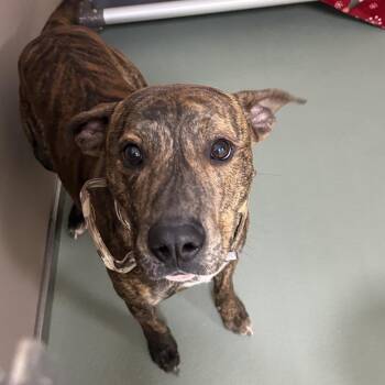 Mud Pie -  Terrier and Mixed Breed Dog for Adoption in Lyndhurst, Virginia - Mud Pie | PetCurious