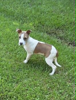 Vivienne -  Beagle and Terrier Dog for Adoption in Raymond, Mississippi - Vivienne | PetCurious