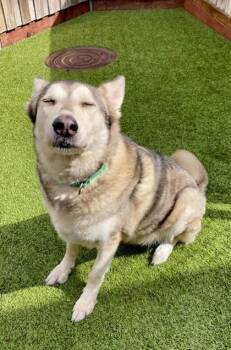 Mishka -  Husky and Mixed Breed Dog for Adoption in Eugene, Oregon - Mishka | PetCurious