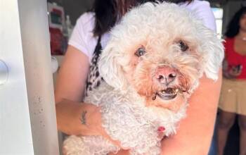 SCUBA -  Havanese Dog for Adoption in Santa Monica, California - SCUBA | PetCurious